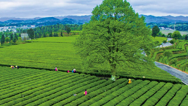 关于春茶中国行⑨湖南长沙县的“只此青绿”，值得打卡！的内容(4)
