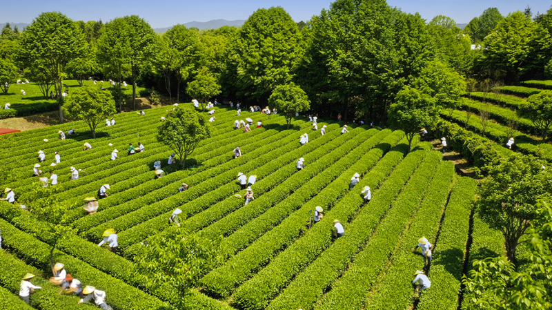 关于春茶中国行⑨湖南长沙县的“只此青绿”，值得打卡！的内容(3)