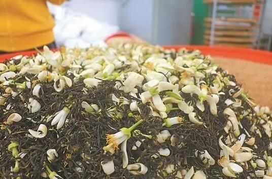 有关于梅州：提质增效，书写高质量发展新“茶经”的资讯(3)