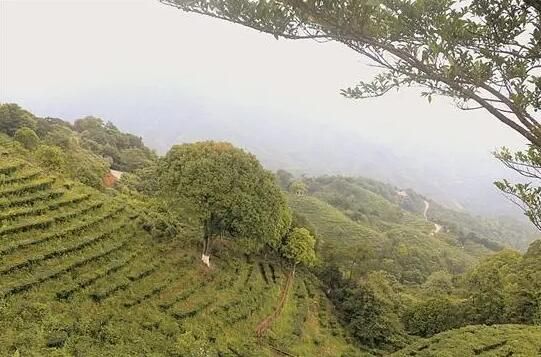 有关于梅州：提质增效，书写高质量发展新“茶经”的资讯