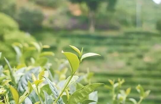 有关于梅州：提质增效，书写高质量发展新“茶经”的资讯(1)