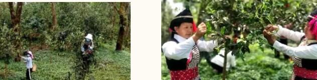 关于绿春半坡哈的茶园:坐落在顶峰间的大树茶园的内容(4)