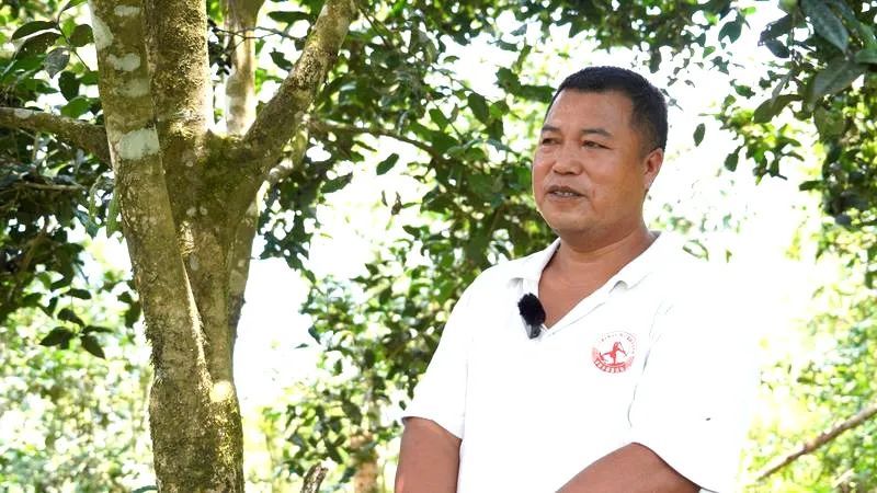 关于绿春半坡哈的茶园:坐落在顶峰间的大树茶园的内容(3)