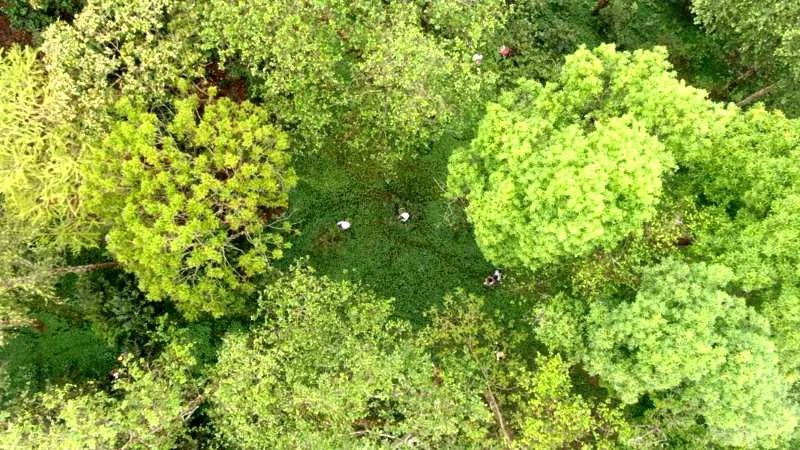 关于绿春半坡哈的茶园:坐落在顶峰间的大树茶园的内容