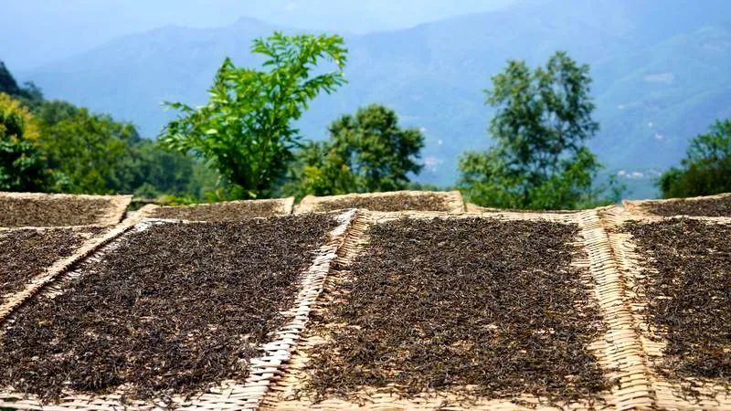 关于绿春半坡哈的茶园:坐落在顶峰间的大树茶园的内容(1)
