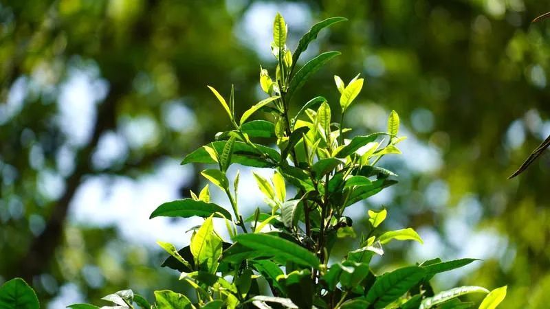 关于绿春半坡哈的茶园:坐落在顶峰间的大树茶园的内容(2)
