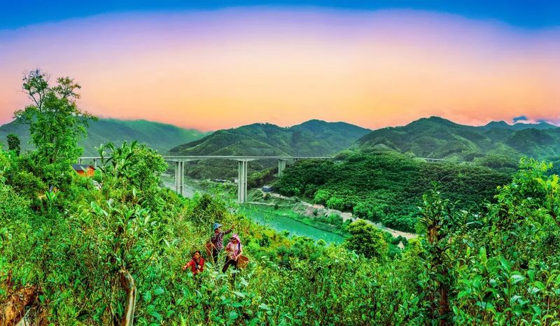 关于临翔：党建引领茶旅融合发展的内容(5)