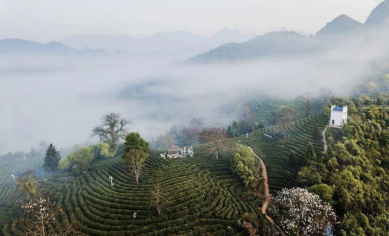 关于安徽省祁门县：“全国百佳深呼吸小城”邀您品饮祁门红茶的消息(1)