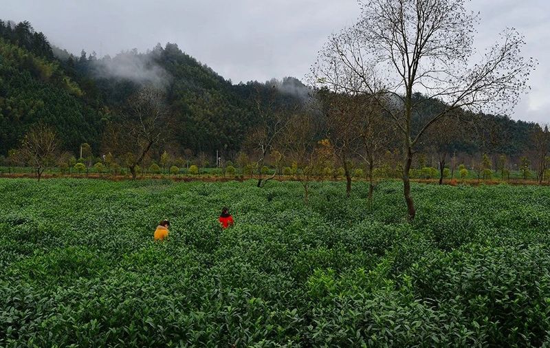关于安徽省祁门县：“全国百佳深呼吸小城”邀您品饮祁门红茶的消息