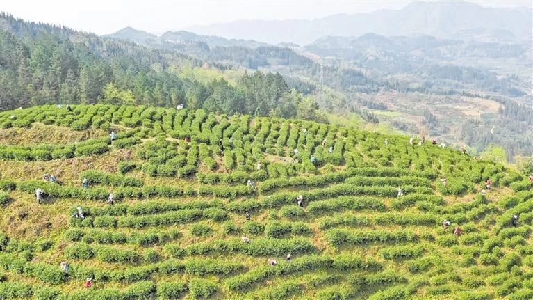 有关于黔西南好茶香飘齐鲁！山东市场年销售量超三千吨 占国内销售量三分之一的相关信息
