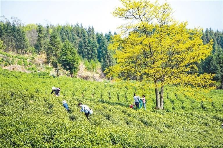 有关于黔西南好茶香飘齐鲁！山东市场年销售量超三千吨 占国内销售量三分之一的相关信息(1)