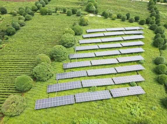 关于不见阳光也能生长的“光伏茶”是啥味道?的相关内容