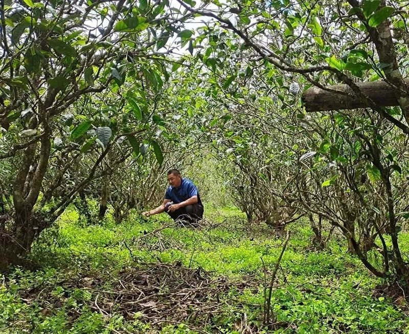 关于勐板乡忙肺村：紧抓“根源” 护航茶产业示范片建设的新闻(2)
