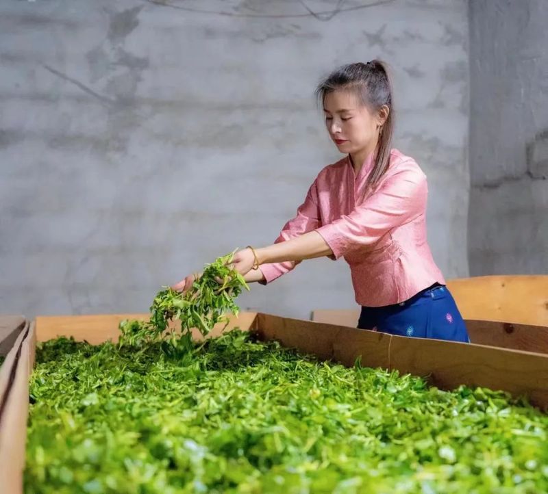 关于勐板乡忙肺村：紧抓“根源” 护航茶产业示范片建设的新闻(3)