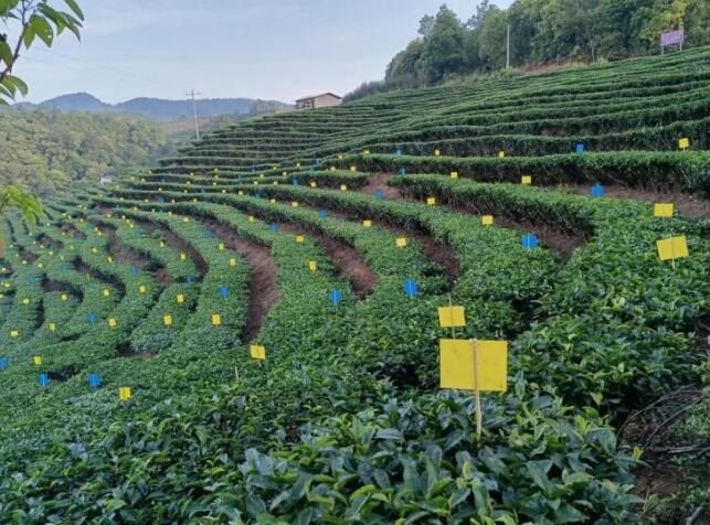 有关于普洱茶，洇染开北回归线上的岁月静好的信息(9)