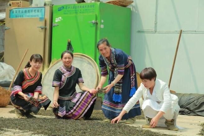 有关于普洱茶,洇染开北回归线上的岁月静好的信息(1)