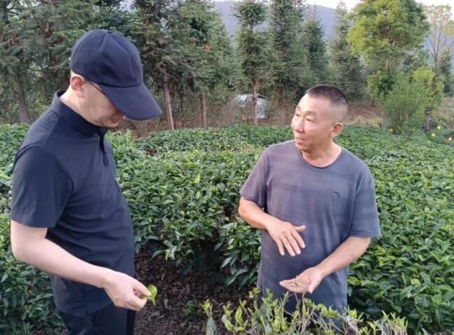 有关于普洱茶，洇染开北回归线上的岁月静好的信息(8)