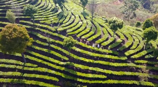 有关于普洱茶,洇染开北回归线上的岁月静好的信息(3)