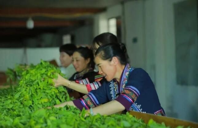 有关于普洱茶,洇染开北回归线上的岁月静好的信息(4)