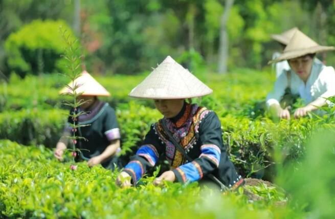有关于普洱茶,洇染开北回归线上的岁月静好的信息(2)