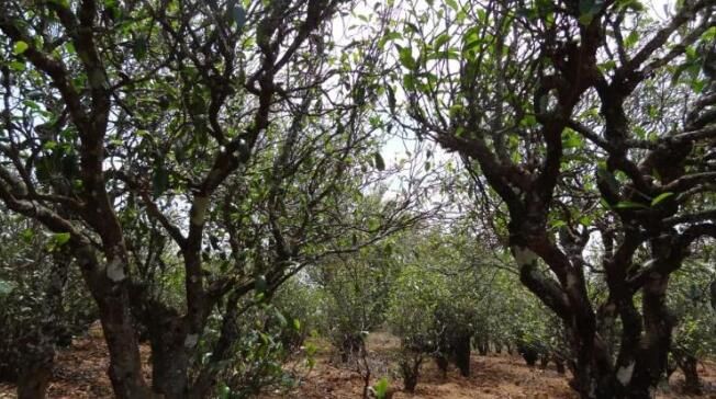 有关于普洱茶,洇染开北回归线上的岁月静好的信息(5)