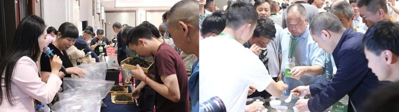 有关于科技赋能茶业提质升级！从源头着手，加速中国茶的高质量发展建设的信息(2)