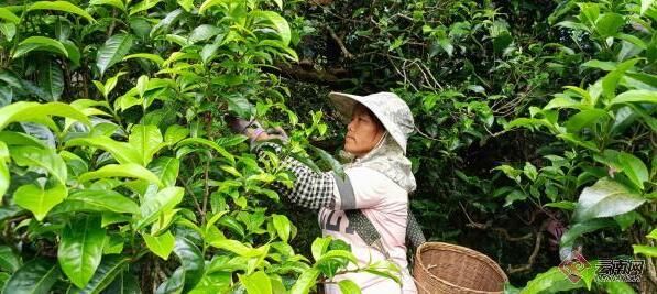 有关于云南临沧：做好一片茶叶 富裕一方百姓的消息(2)