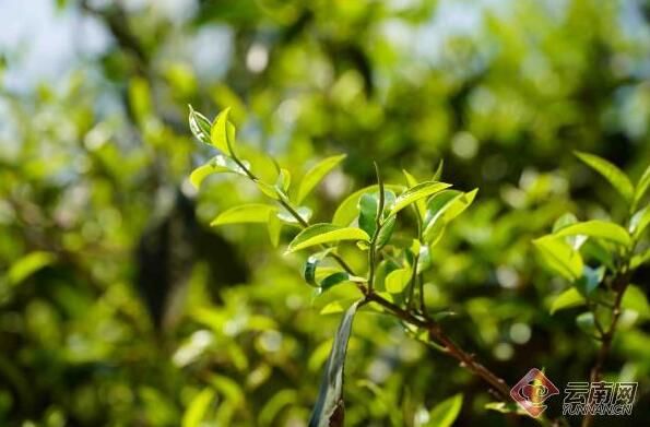 有关于云南临沧：做好一片茶叶 富裕一方百姓的消息(1)