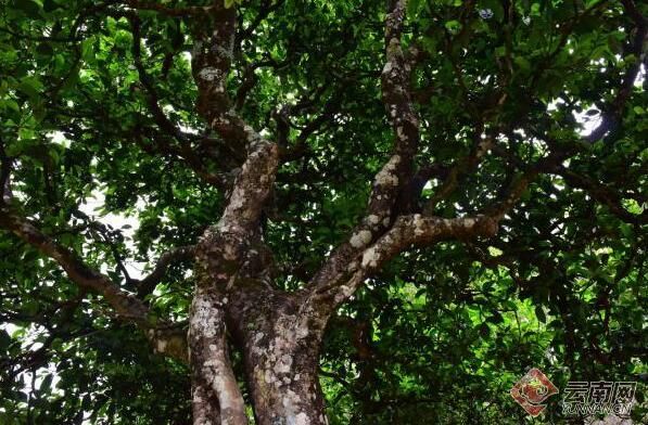 有关于云南临沧：做好一片茶叶 富裕一方百姓的消息