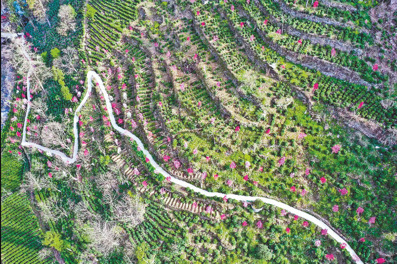 关于镇安县：达仁镇走出特色产业发展新路径的新闻