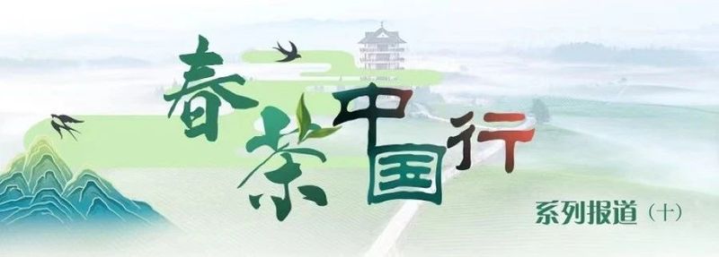 有关于春茶中国行⑩雅安大熊猫火了，但雅安茶火了3000多年了！的资讯