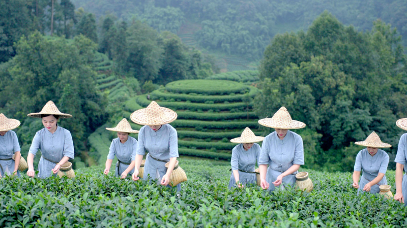 有关于春茶中国行⑩雅安大熊猫火了，但雅安茶火了3000多年了！的资讯(4)