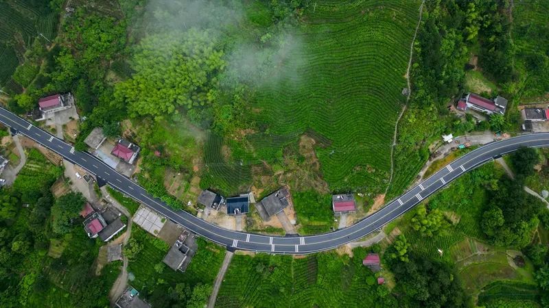 关于安徽省茶叶产业技术体系首个技术示范基地在岳西挂牌的信息(2)