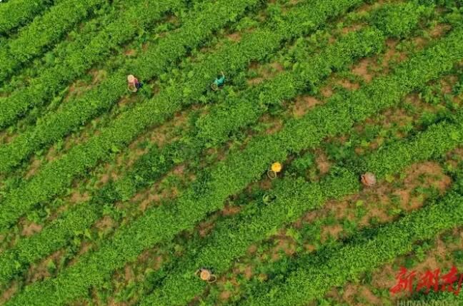 关于蓝山县第二届百叠岭采茶节开幕的新闻(2)