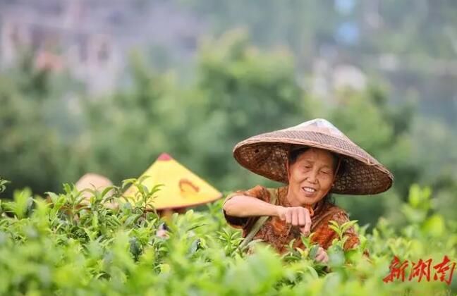 关于蓝山县第二届百叠岭采茶节开幕的新闻(1)