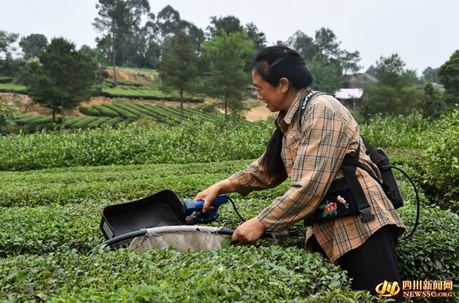 有关于荣县：茶香溢四方的新闻(6)