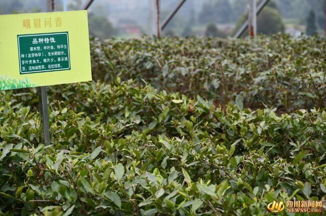 有关于荣县：茶香溢四方的新闻(4)