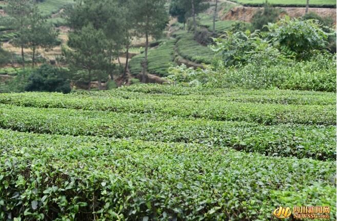 有关于荣县：茶香溢四方的新闻(1)
