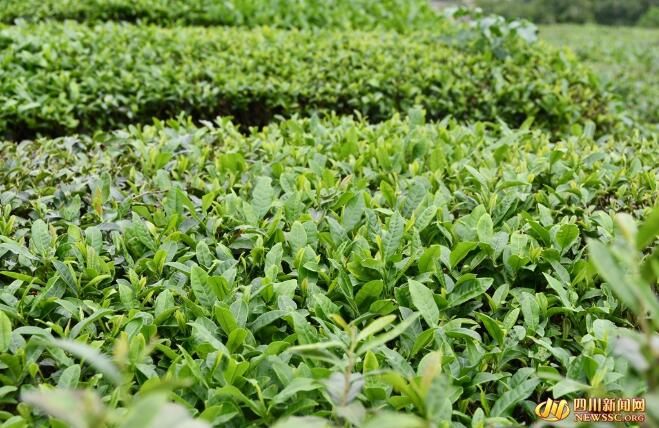 有关于荣县：茶香溢四方的新闻(3)