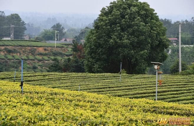 有关于荣县：茶香溢四方的新闻(5)