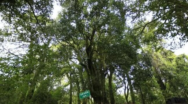 关于云南首家“三茶统筹”研究院正式揭牌的消息