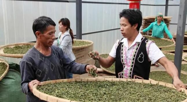 关于云南首家“三茶统筹”研究院正式揭牌的消息(2)