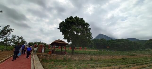 有关于各地嘉宾体验九江茶旅文化的新闻(1)