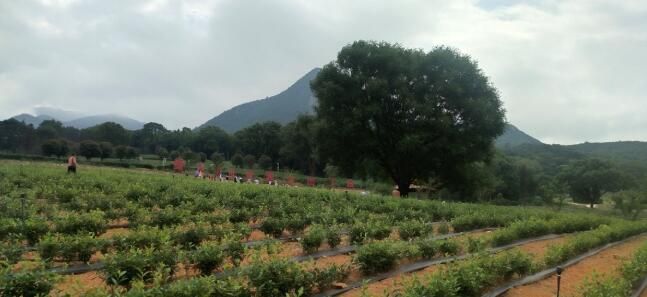 有关于各地嘉宾体验九江茶旅文化的新闻