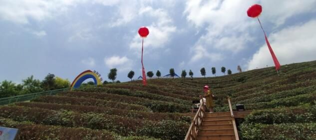 有关于各地嘉宾体验九江茶旅文化的新闻(6)