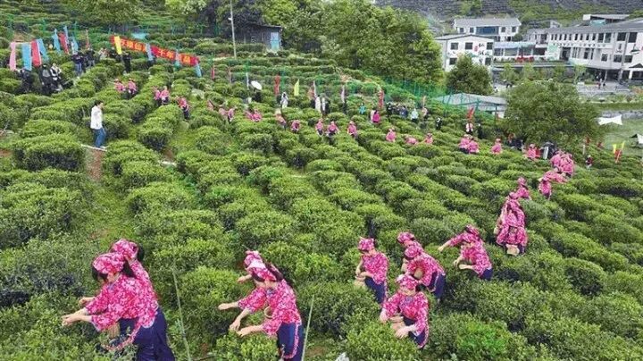 关于河源有个村，90%以上的人从事茶产业致富的最新消息