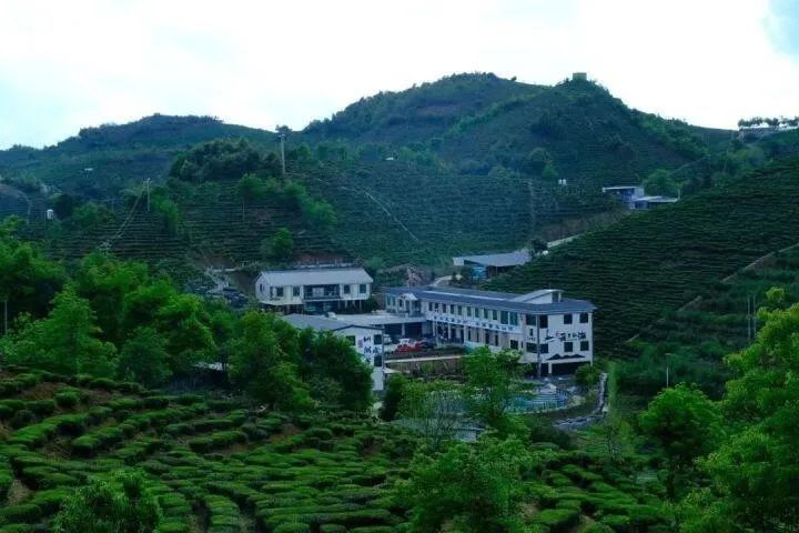 关于河源有个村，90%以上的人从事茶产业致富的最新消息(1)