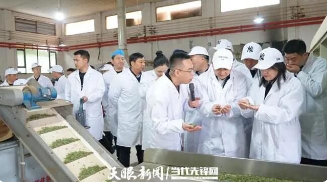 关于贵州省农业科学院茶叶研究所：科技赋能黔茶品质提升品牌打造的相关信息(5)