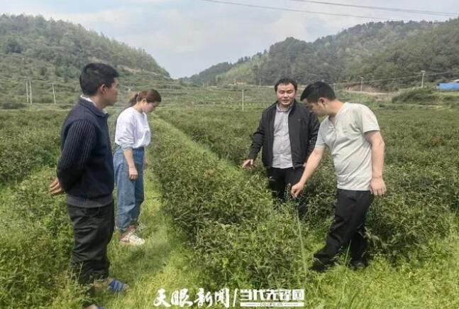 关于贵州省农业科学院茶叶研究所：科技赋能黔茶品质提升品牌打造的相关信息(4)