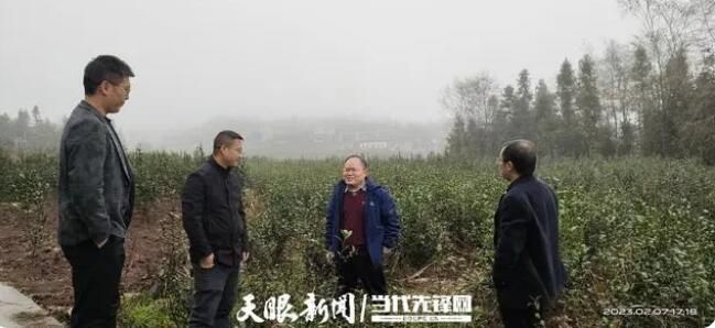 关于贵州省农业科学院茶叶研究所：科技赋能黔茶品质提升品牌打造的相关信息
